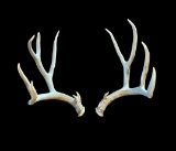 191 6/8 inch Wild Mule deer shed Antlers