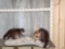 2 Raccoons Raiding A Fishing Creel