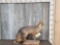 Grey Fox Full Body Taxidermy Mount