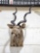 African Kudu Shoulder Mount Taxidermy