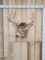 Main Frame 5x5 Whitetail Shoulder Mount Taxidermy