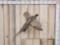 Flying Pheasant Taxidermy Mount