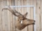 6x6 Bugling Elk Shoulder Mount Taxidermy