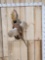 Ringneck Pheasant In Flight Bird Taxidermy