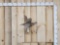 Sharptail Grouse In Flight Full Body Bird Taxidermy