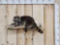 Raccoon Relaxing On A Limb Taxidermy