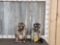2 Raccoons Eating Candy & Peanut Butter Taxidermy
