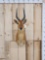 African Puku Antelope Shoulder Mount Taxidermy