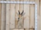 African Mountain Reedbuck Shoulder Mount Taxidermy