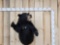 Black Bear Half Body Taxidermy Mount