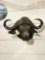 African Cape Buffalo Shoulder Mount Taxidermy