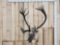 Extra Nice Caribou Shoulder Mount Taxidermy