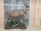 Spectacular African Mountain Nyala Full Body Taxidermy Mount