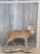 Axis Deer Full Body Taxidermy Mount