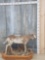 Piebald Whitetail Doe Full Body Taxidermy Mount