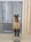 Himalayan Tahr Full Body Taxidermy Mount