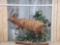 African Bongo Full Body Taxidermy Mount