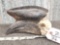 Black Casque Hornbill Bird Skull Taxidermy