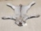 Beautiful Alaskan Lynx Rug Taxidermy