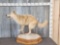 Running Coyote Full Body Taxidermy Mount