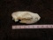 Very Rare African Civet Skull