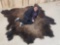 Big Soft Tanned American Bison Buffalo Robe