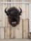 Giant Herd Bull American Bison Buffalo Shoulder Mount