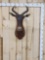 African Tsessebe Shoulder Mount Taxidermy