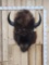 American Bison Buffalo Shoulder Mount Taxidermy