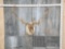 Big Caribou Shoulder Mount Taxidermy