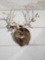 Gnarly Nontypical Whitetail Shoulder Mount Taxidermy