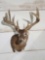 4x5 Whitetail Shoulder Mount Taxidermy