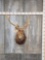 Sika Deer Shoulder Mount Taxidermy