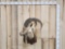 Ibex Shoulder Mount Taxidermy