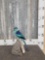 Port Lincoln Parakeet Full Body Bird Taxidermy
