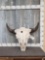 Giant Herd Bull American Bison Buffalo Skull Taxidermy