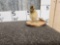 Rouen Duckling Full Body Taxidermy Mount