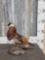 Mandarin Duck Full Body Bird Taxidermy