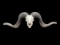 Black Hawaiian Ram/Sheep skull Taxidermy