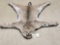 Nice Bobcat Rug Taxidermy