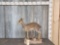 African Guenthers Dikdik Full Body Taxidermy Mount