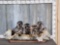 Family Of 4 Raccoons Fishing In A Birch Bark Canoe Taxidermy