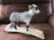 Young Pygmy Goat Full Body Taxidermy Mount