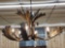 Beautiful Fallow Deer Antler Chandelier