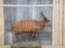 African Bongo Full Body Taxidermy Mount