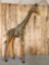 Reproduction Giraffe Full Body Mount Taxidermy