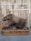 Giant Russian Brown Bear Full Body Taxidermy Mount