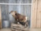 Stone Sheep Full Body Taxidermy Mount