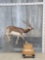 Indian Black Buck Full Body Taxidermy Mount