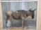 African Wildebeest Full Body Taxidermy Mount